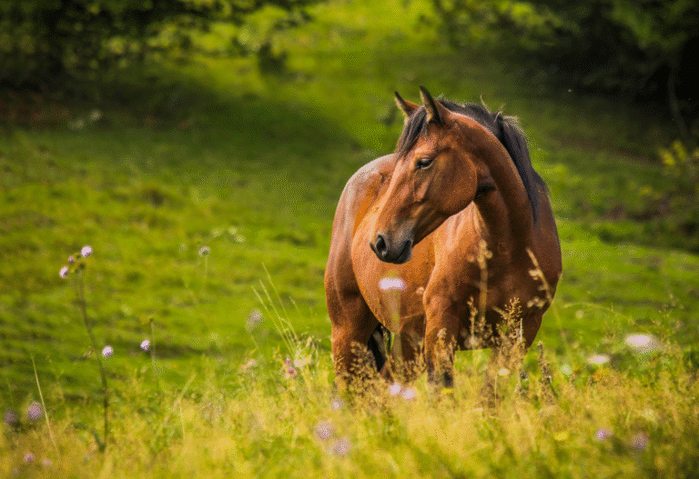 Working up the Pruritic Horse